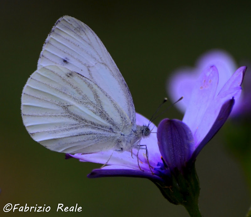 Farfalla da identificare (pieris)